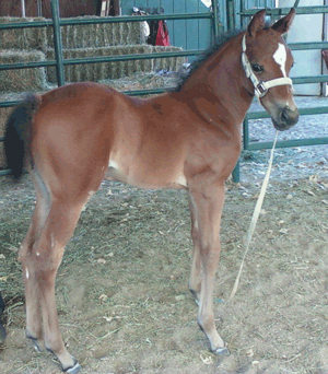 Noel trainning young filly named curl