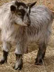 goat pic