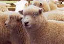 sheep pic