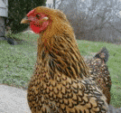 Chicken picture from Cosca Hoof and Paw Pet Sitting