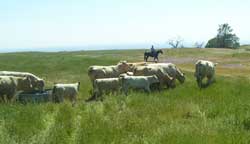 Cosca Livestock Cows Grazing